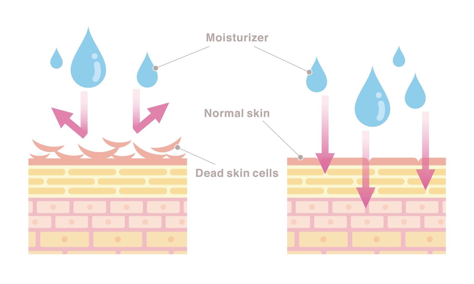 Green Peel | An illustration of moisturiser penetrating the skin after it is cleansed.