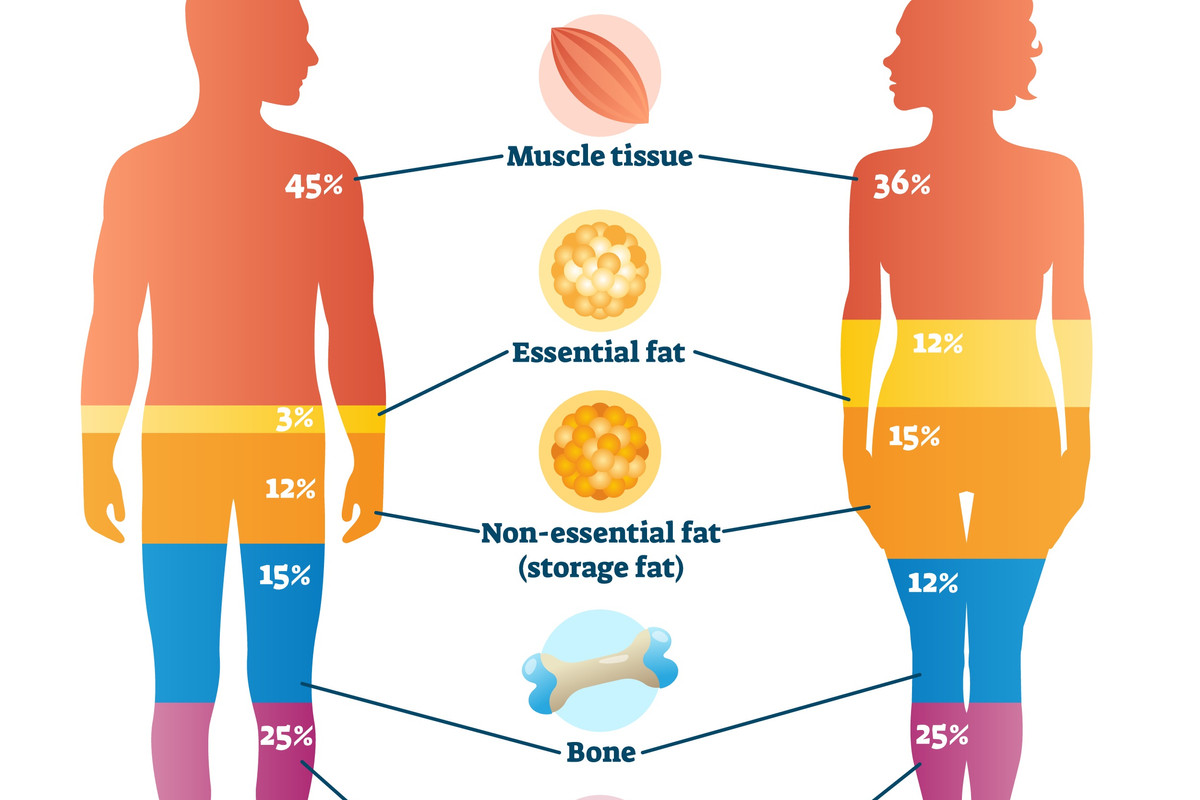 Stubborn Fat: What, Why, How