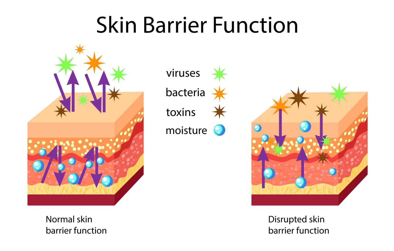 Skin Barrier